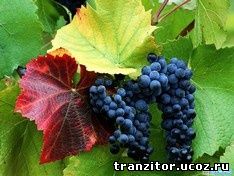 Сорта винограда